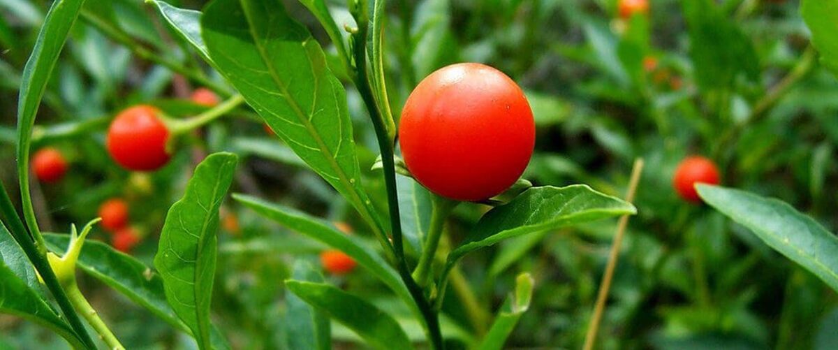 Ashwaganda (Whitania somnifera) az ayurvédikus gyógyászat nagy becsben tartott növénye