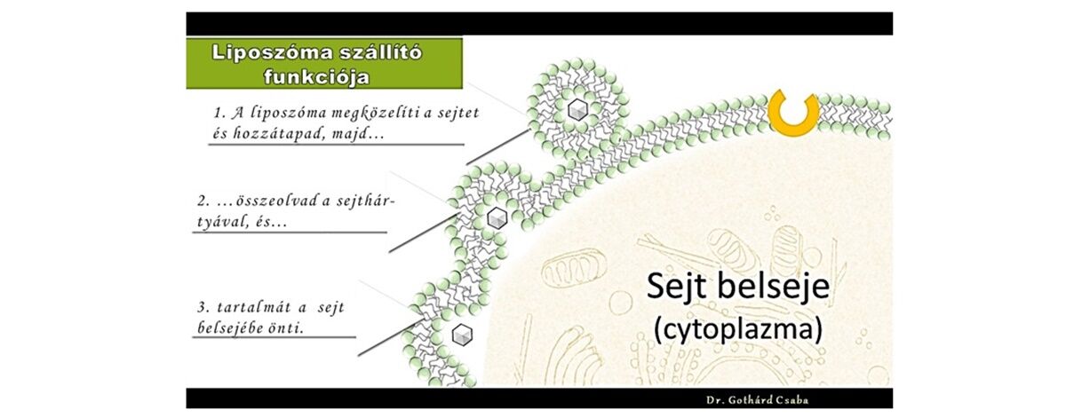 A liposzóma szállító funkciója a sejtfalon át