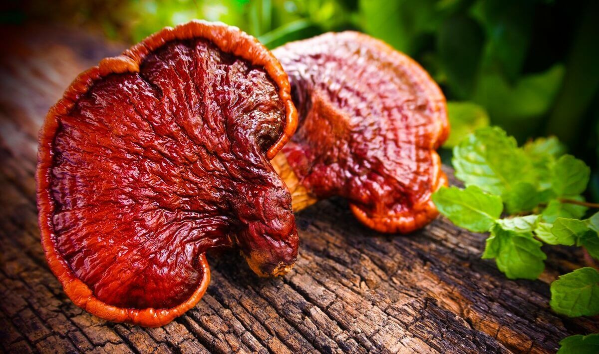 A ganoderma esetében igazolták a koszorúerek vérátáramlásának közvetlen javulását és a vérnyomás csökkenését, illetve a vérrögképződés (trombózis, trombóembólia) megelőző hatását.