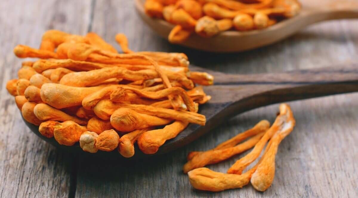 A kínai hernyógomba könnyíti az oxigénfelvételt, javítja a vér oxigén telítettségét