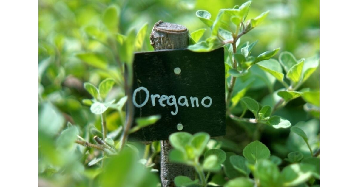 Oregánó olaj, a természet antibiotikuma