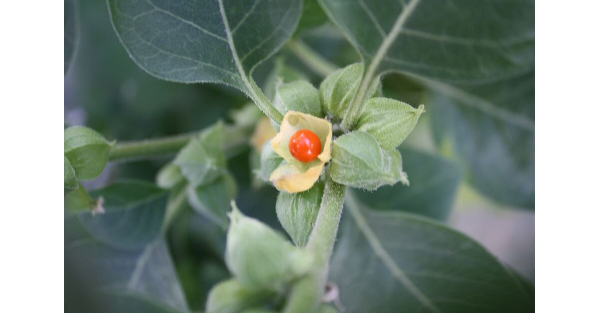 Ashwaganda - Withania somnifera (álombogyó, indiai ginzeng / indian ginseng, winter cherry)