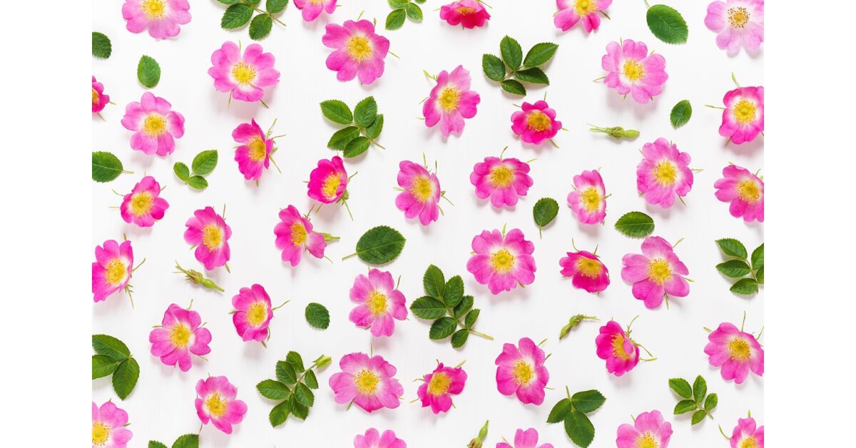 Bodorrózsa - melyet kétszer áldottak meg a görög istenek