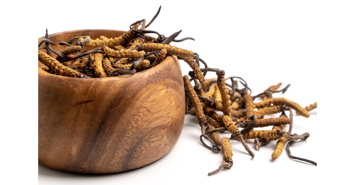 Hernyógombák (Ophiocordyceps sinensis és Cordyceps militaris) - ezeréves újdonságok?