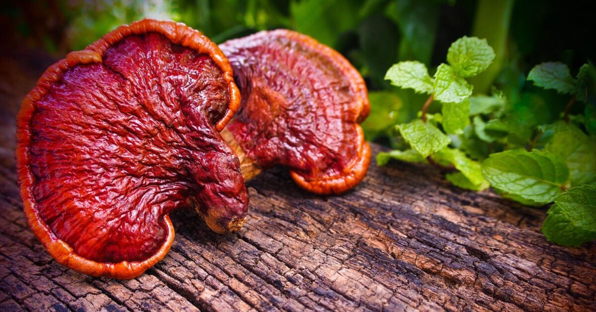Gyógygombák sztárja, a pecsétviaszgomba (Ganoderma lucidum)