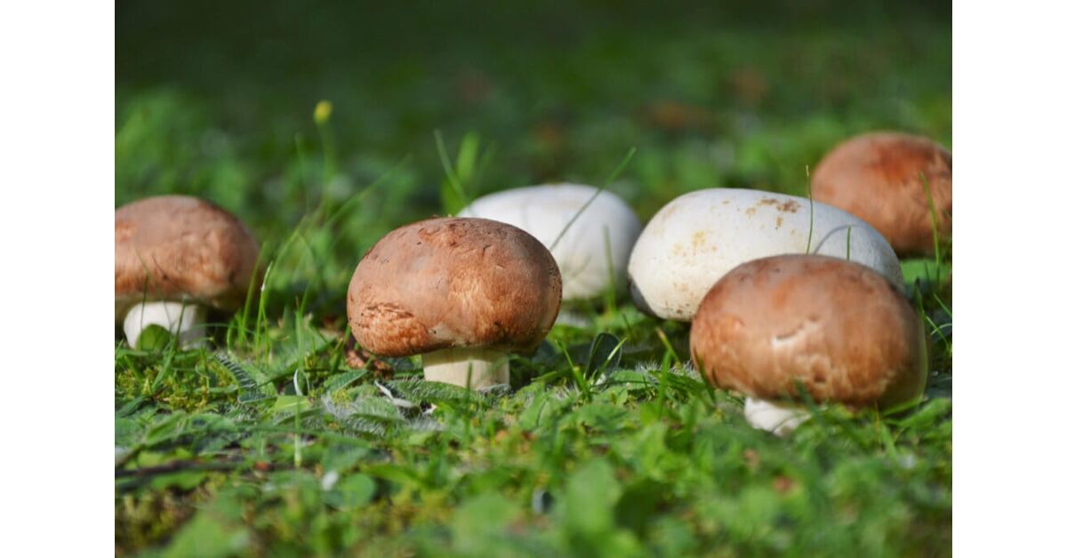 Mandulagomba, az amerikai rokon