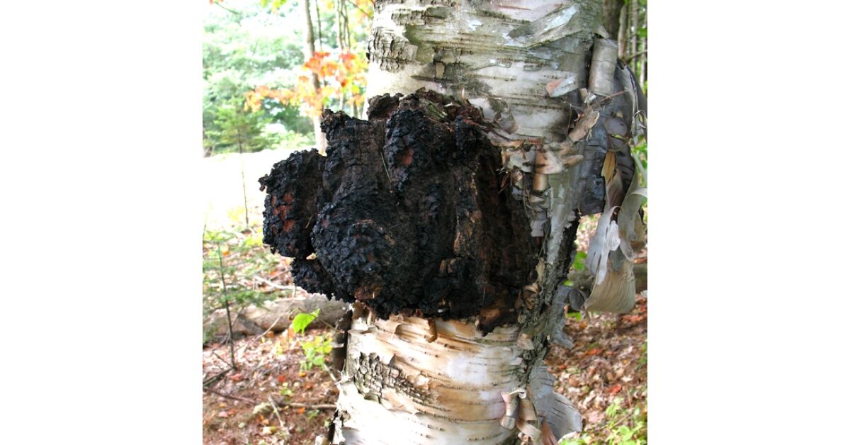 chaga gomba diabétesz