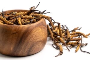 Hernyógombák (Ophiocordyceps sinensis és Cordyceps militaris) - ezeréves újdonságok?