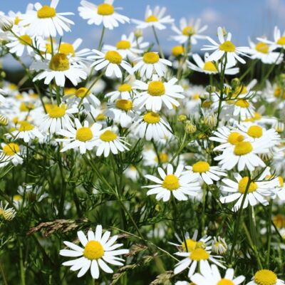 Dr. Krém kamillás kézkrém 125 ml