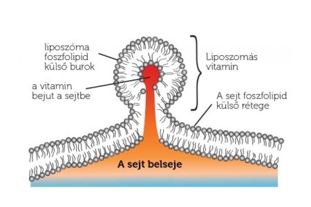 Miért "liposzómás" a liposzómás C-vitamin?