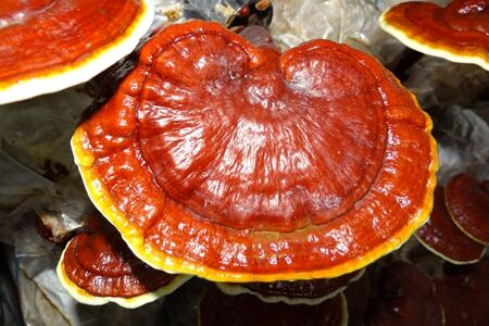 Ganoderma lucidum "az örök élet titka"