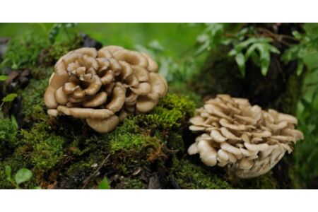 Maitake, a japán táncos gombája