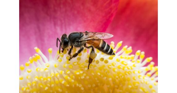 méhek térdízületi kezelése